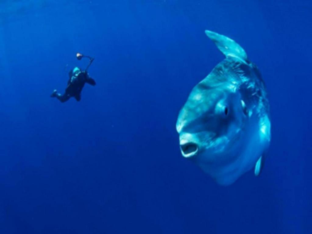 Tulamben Wreck Divers Resort & Restaurant Εξωτερικό φωτογραφία